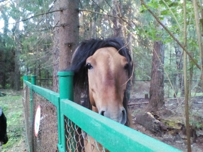 Заброшенный пионерский лагерь в Калужской области